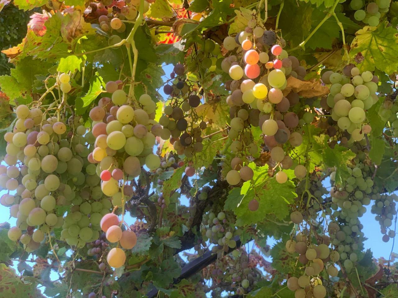 مبيت وإفطار Lujan de Cuyo Quinta Ugarte المظهر الخارجي الصورة